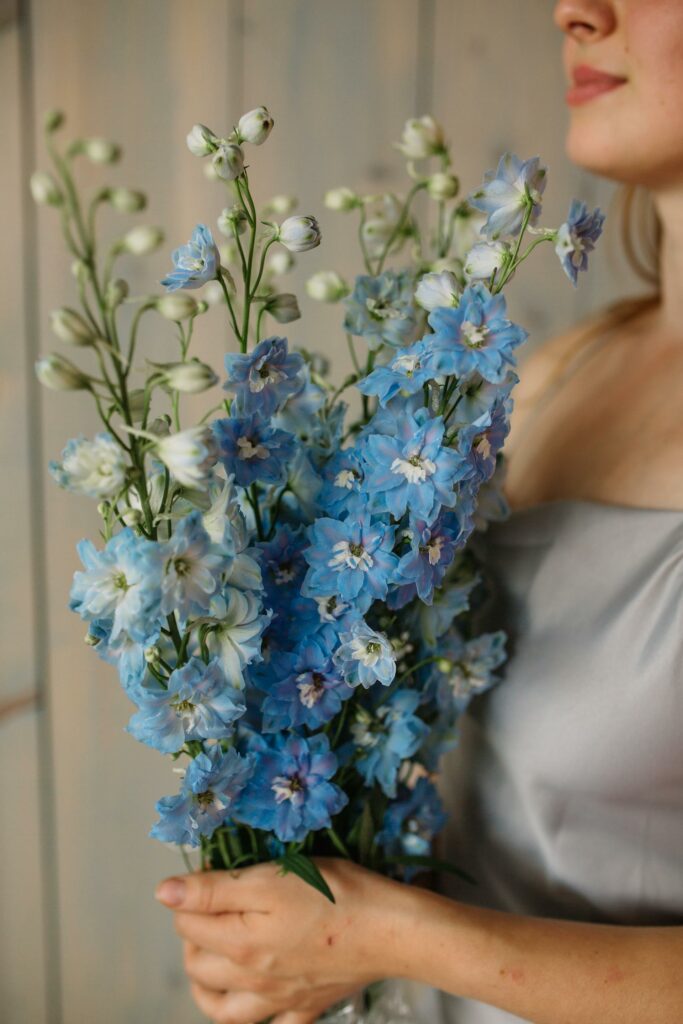 Co to jest delphinium