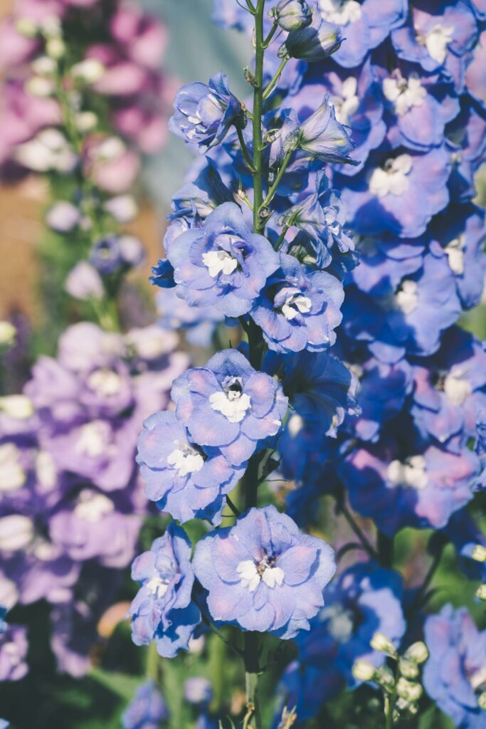 Delphinium - co trzeba wiedzieć