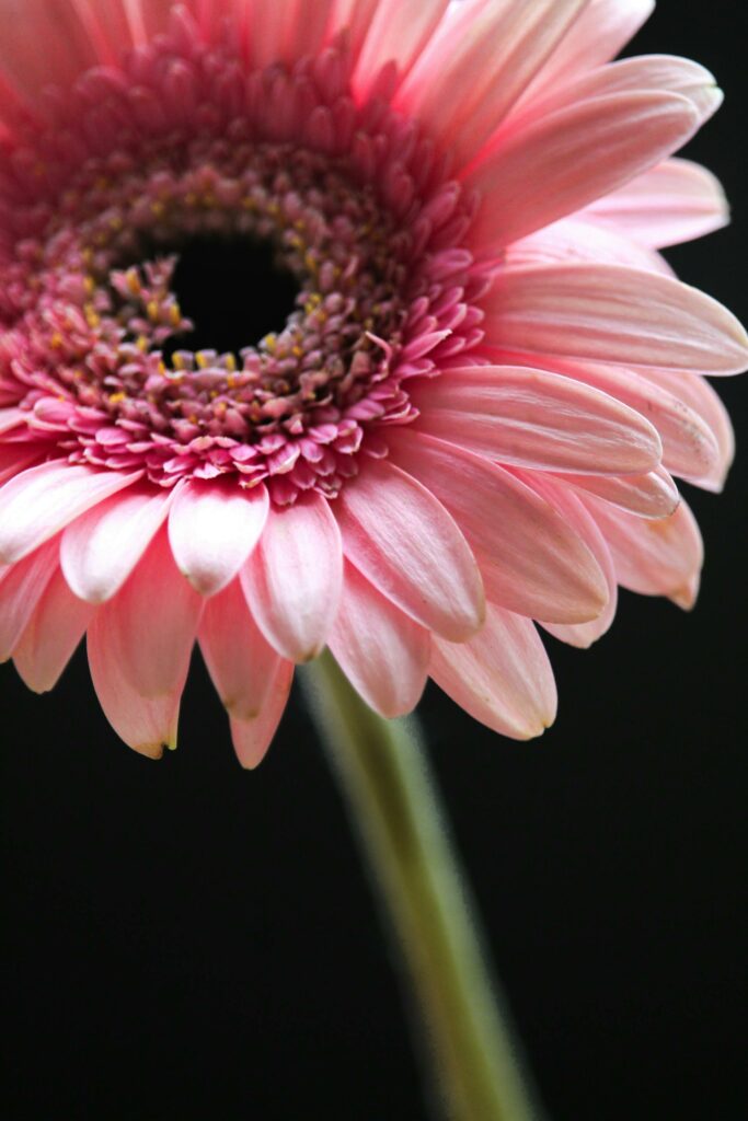 Co oznacza Gerbera