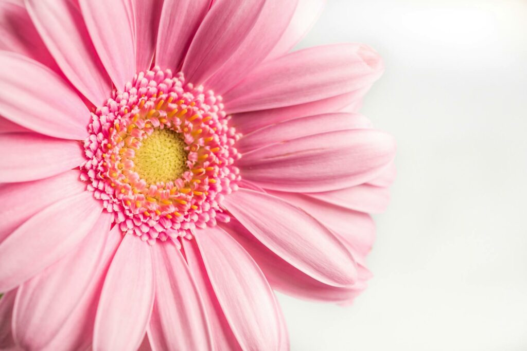 Skąd pochodzi Gerbera