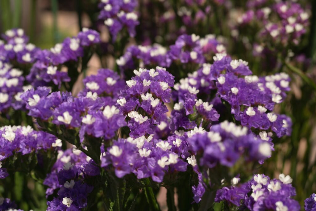 Jak rośnie limonium