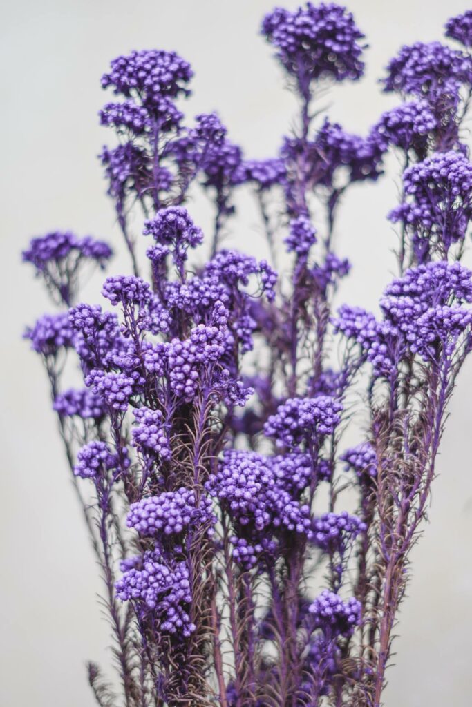 Limonium symbolika i pochodzenie