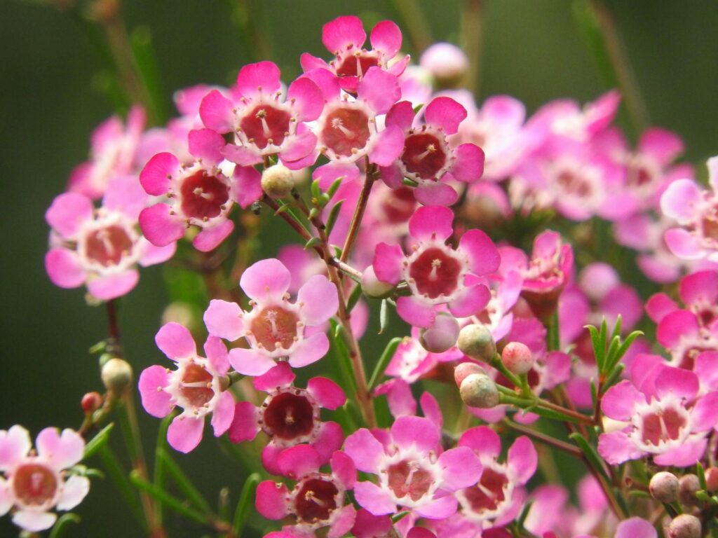 Chamelaucium