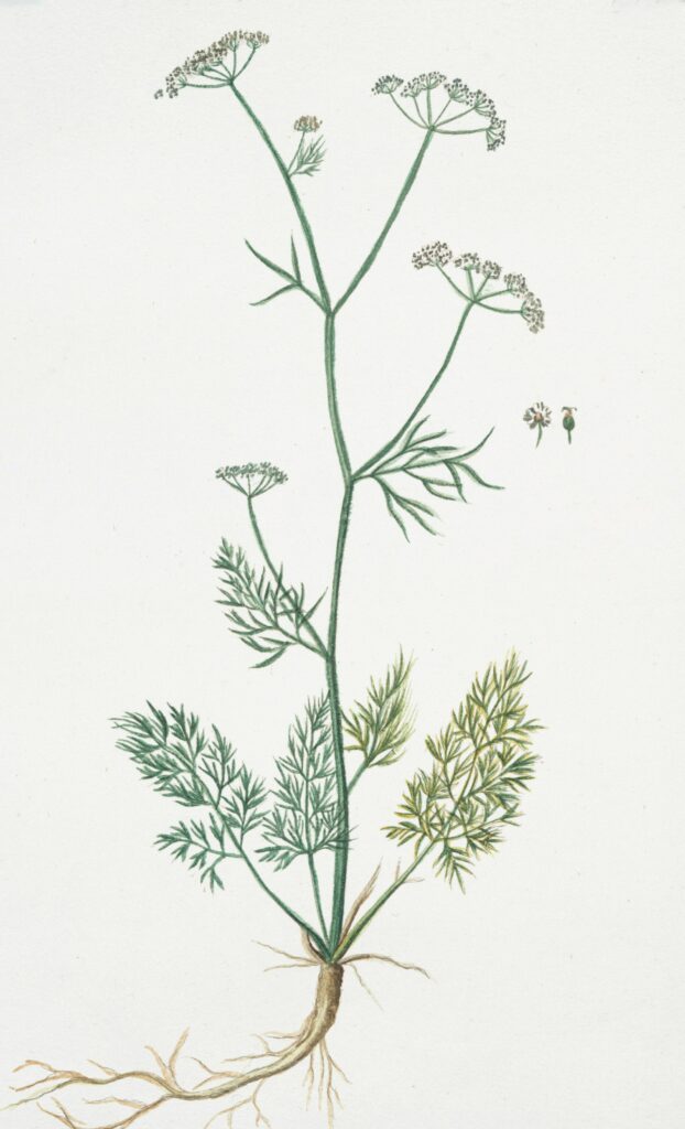 Aminek we florystyce