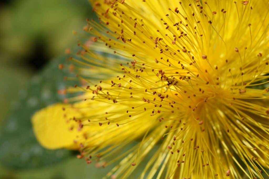 Hypericum Kwiaciarnia Warszawa