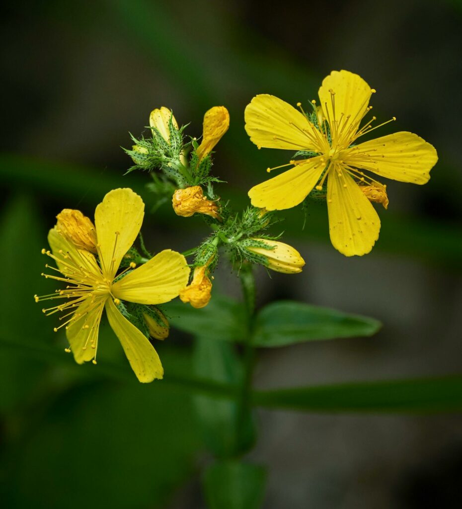 Hypericum co to jest