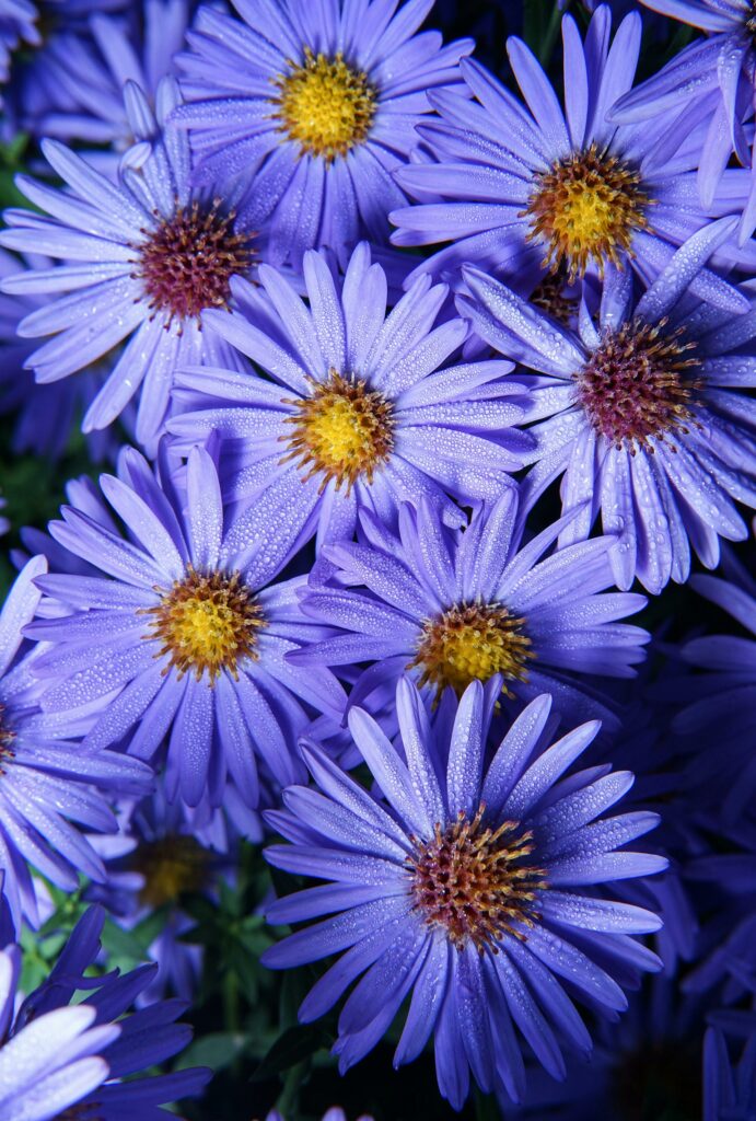 Aster
