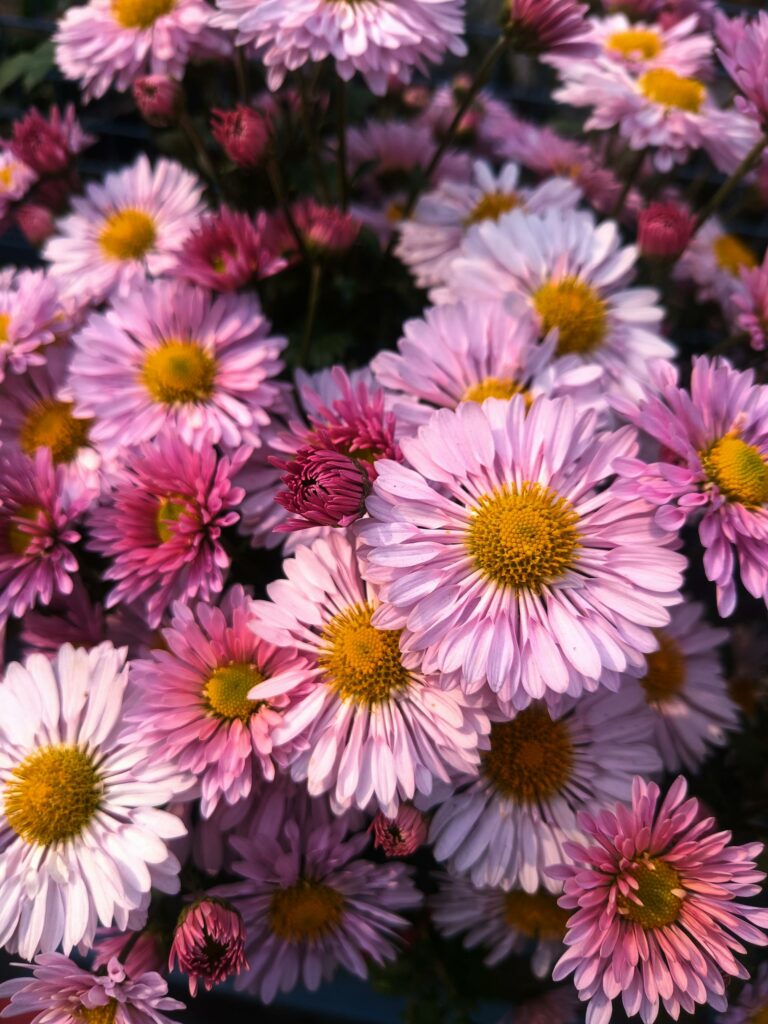 Aster co symbolizuje