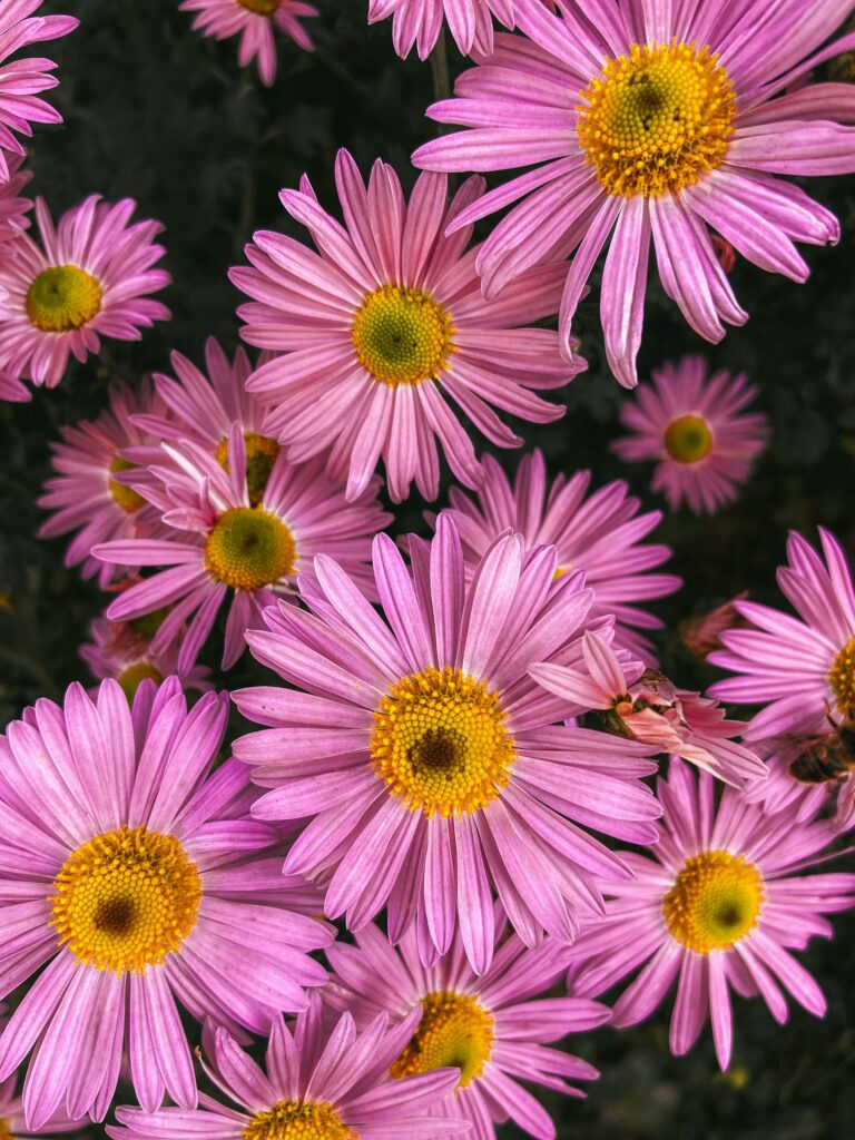 Aster co to za kwiat