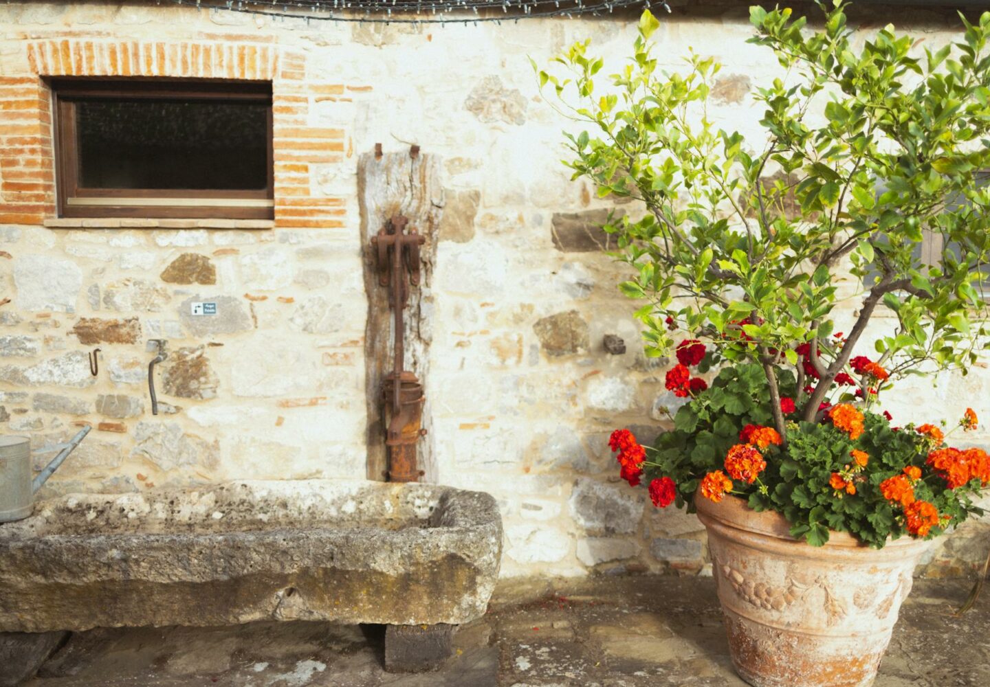 Kwiaty cięte czy rośliny doniczkowe – co sprawdzi się lepiej na co dzień?