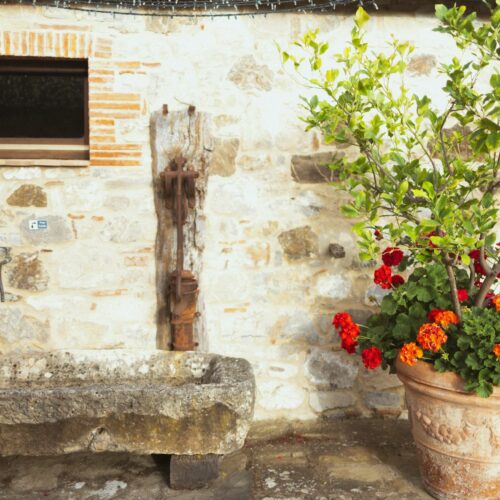 Kwiaty cięte czy rośliny doniczkowe – co sprawdzi się lepiej na co dzień?