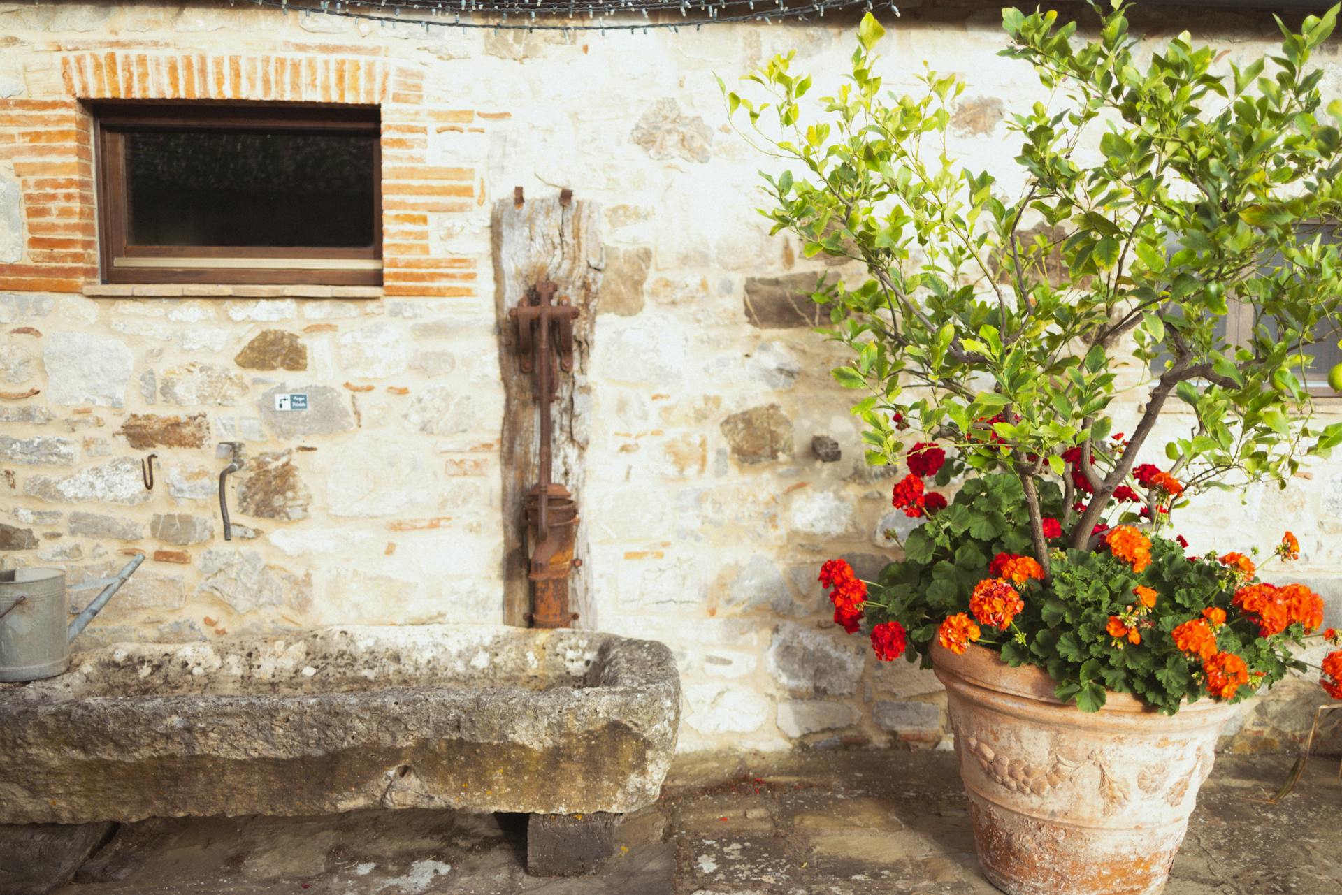 Kwiaty cięte czy rośliny doniczkowe – co sprawdzi się lepiej na co dzień?