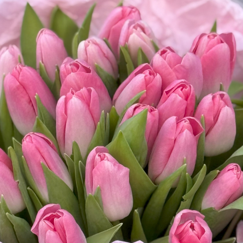 Bukiet różowych tulipanów (3) Bukiet różowych tulipanów (3)